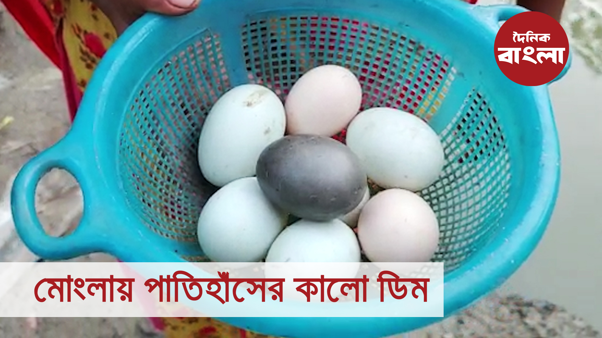 মোংলায় পাতিহাঁসের কালো ডিম