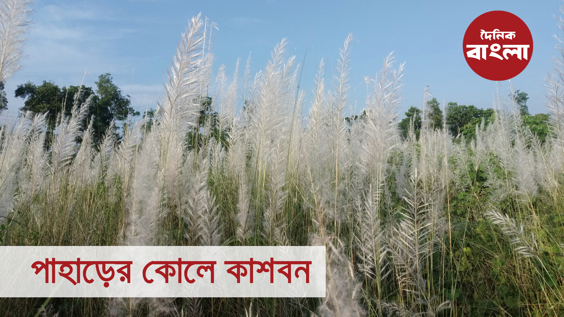 পাহাড়ের কোলে কাশবন