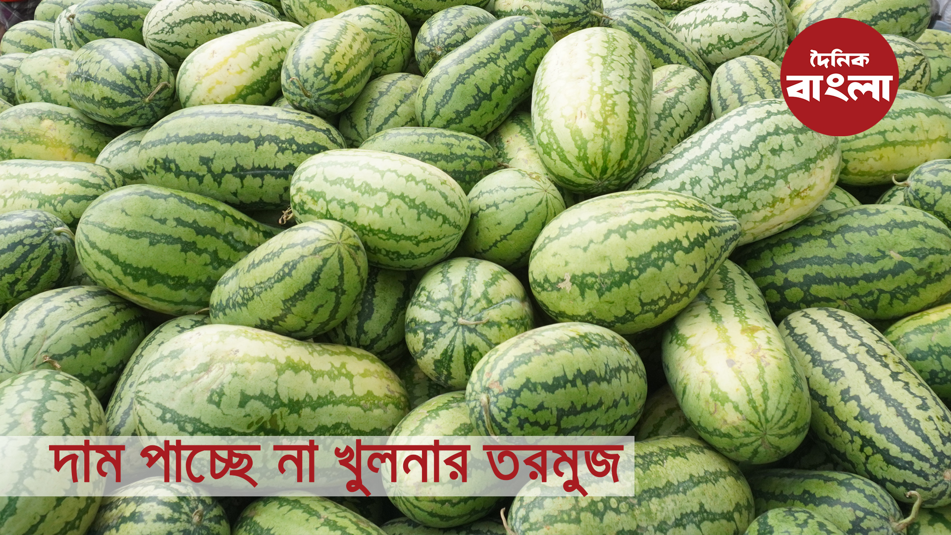 দাম পাচ্ছে না খুলনার তরমুজ