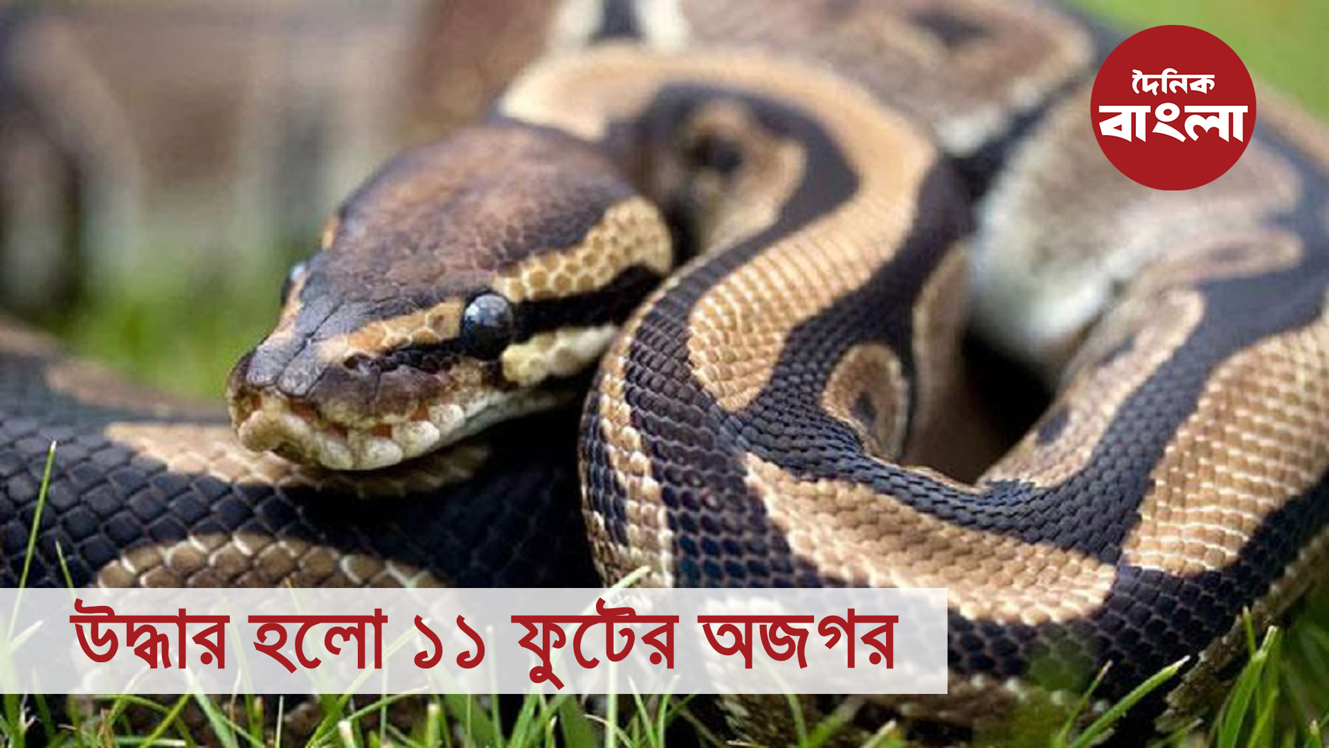 উদ্ধার হলো ১১ ফুটের অজগর