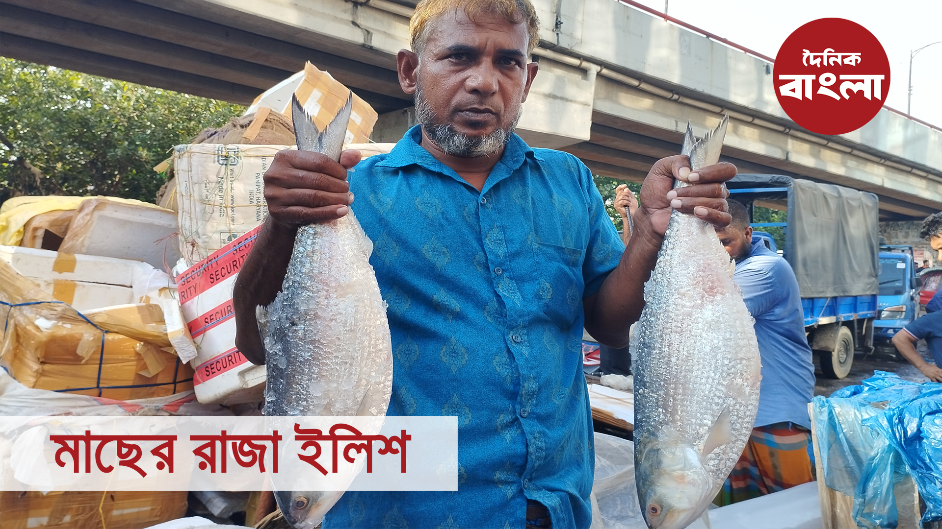 মাছের রাজা ইলিশ