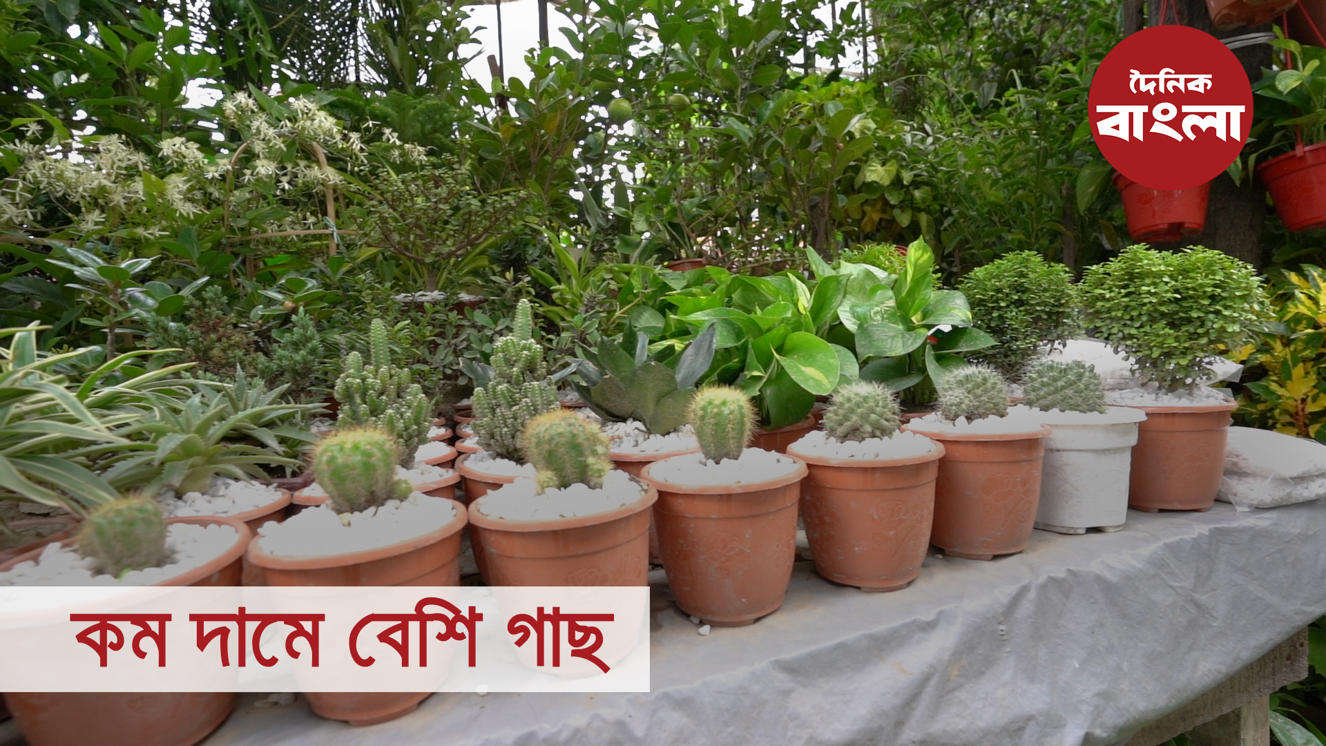 কম দামে বেশি গাছ