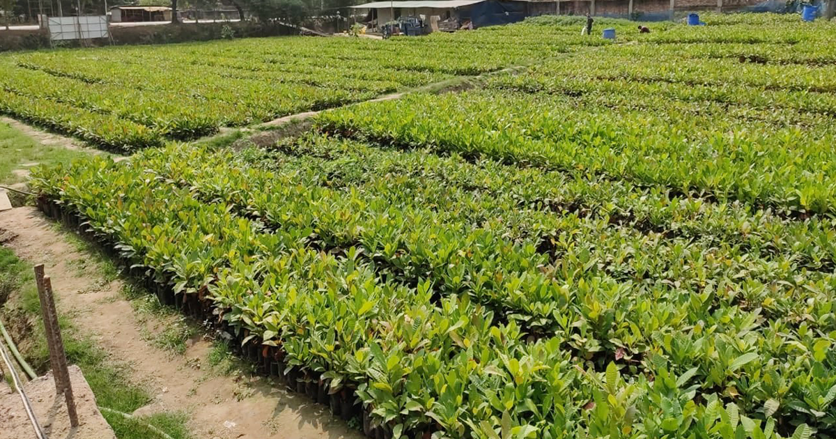 উৎপাদন চলছে কাজুবাদামের চারার।  ছবি : সংগৃহীত 