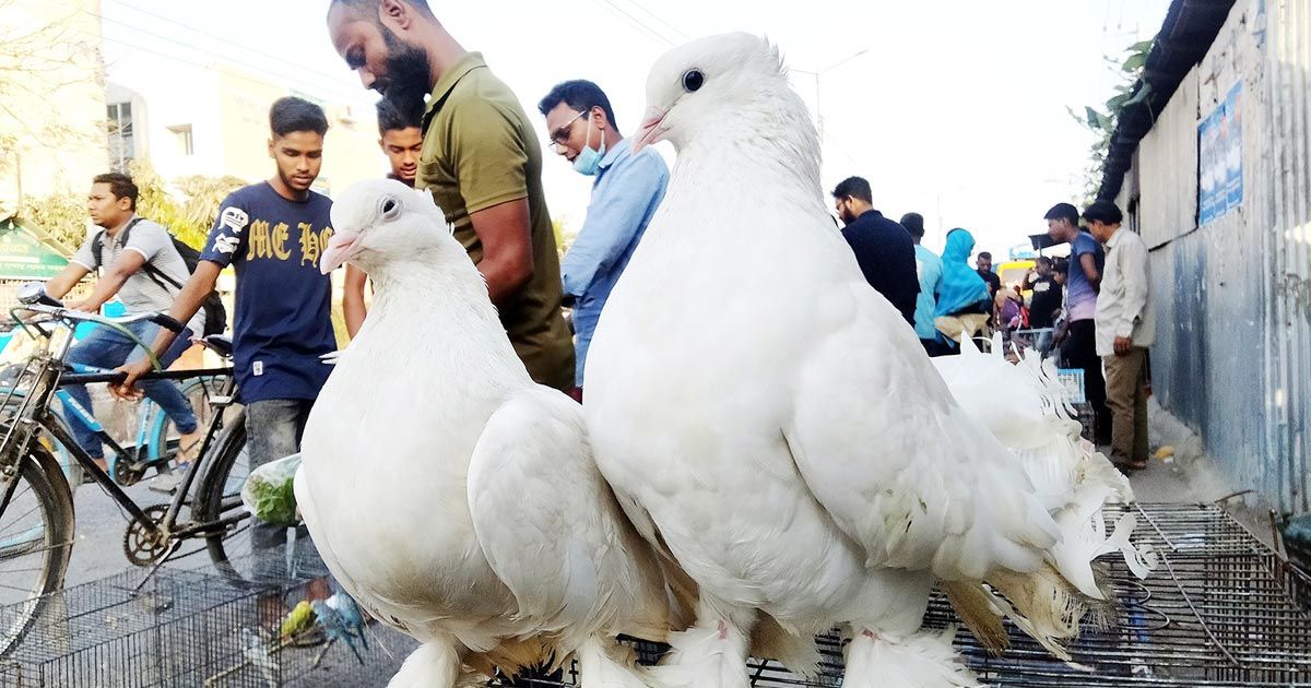 লালবাগ হাটে শখের পায়রা