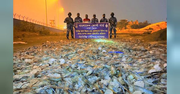 কেরানীগঞ্জে সাড়ে ২৫ হাজার কেজি জেলি পুশ করা চিংড়ি জব্দ