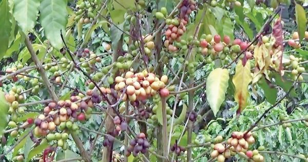 মধুপুরের বনে কফি বাগান