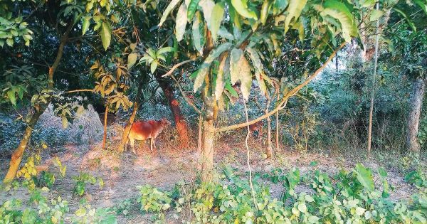 নওগাঁয় মুছে যাচ্ছে ৬৭ বধ্যভূমির চিহ্ন