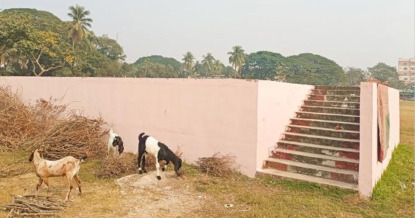 বিজয় পতাকা ওড়ানোর স্থানে চরে ছাগল